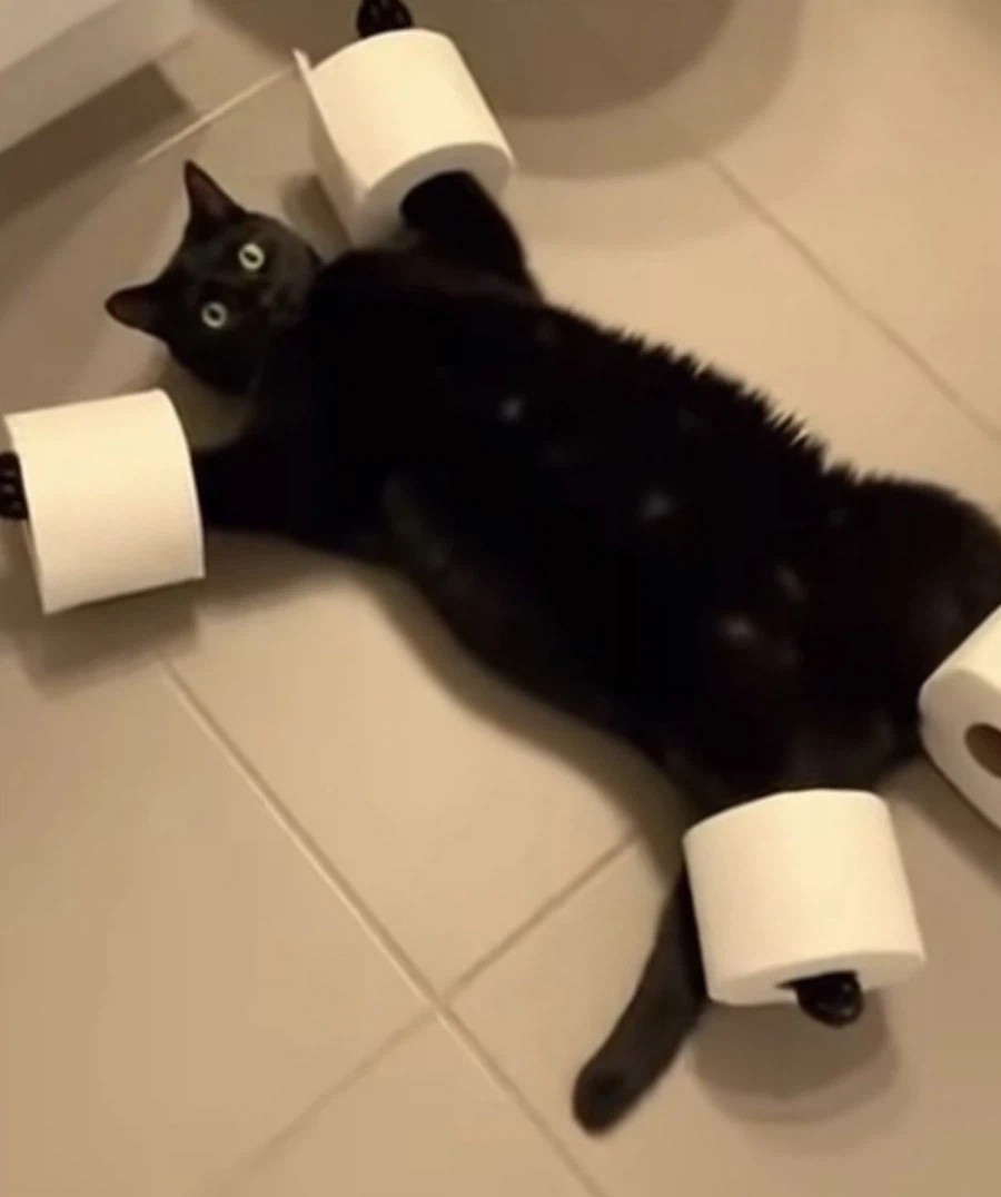 SPORTS SOS | 집에서 말썽부리는 고양이를 간단히 구속하는 방법