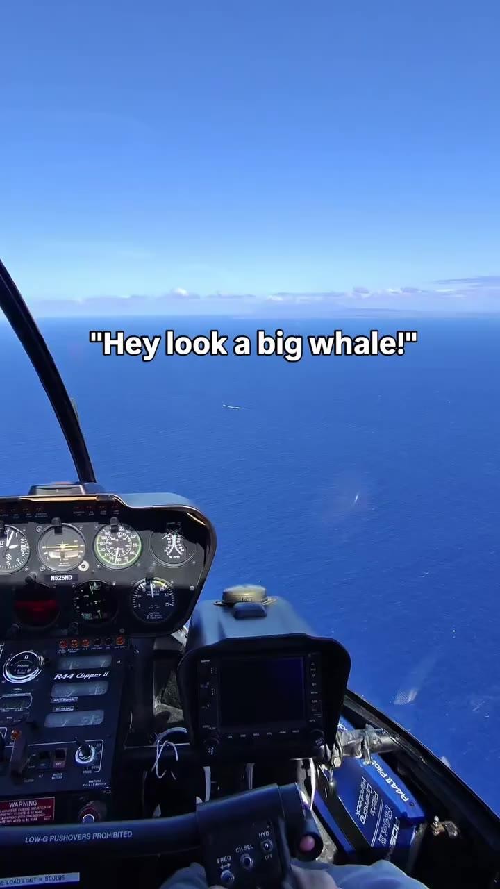 SPORTS SOS | 고래인줄 알고 다가갔더니 (필독)