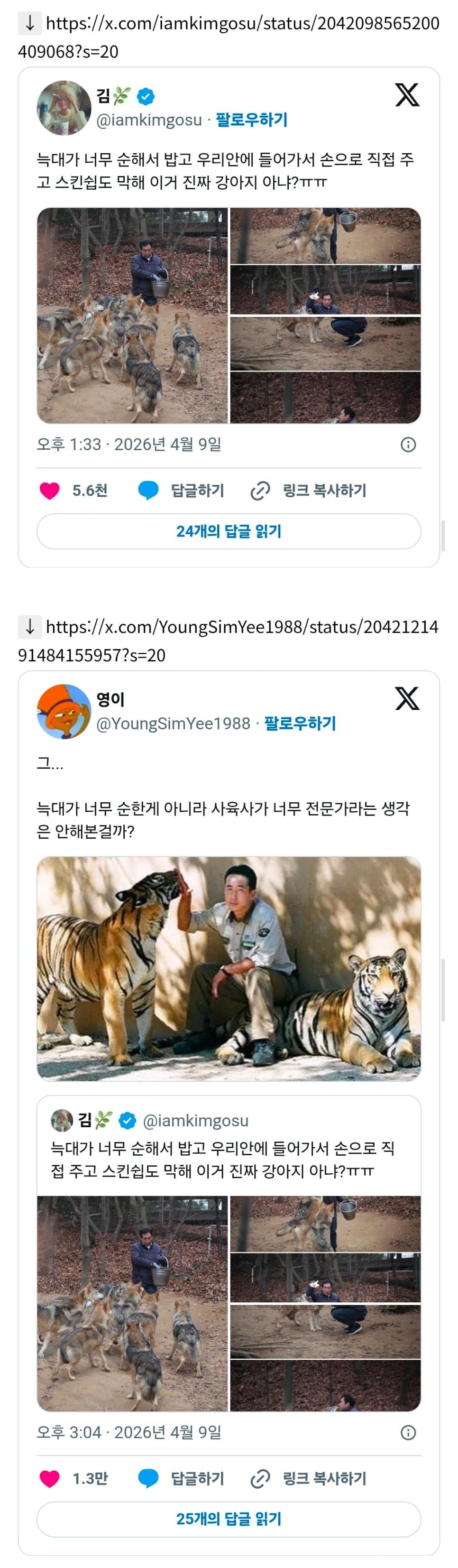 SPORTS SOS | ??: 늑대가 너무 순해서 밥도 우리안에 들어가서 손으로 직접 주고 스킨쉽도 막해 이거 진짜 강아지 아냐?ㅠㅠ 정보