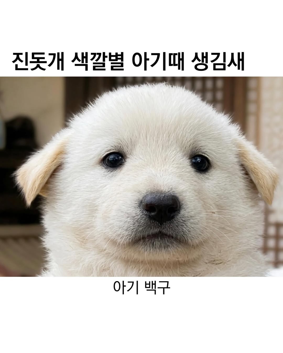 SPORTS SOS | 진돗개 색깔별 [속보]