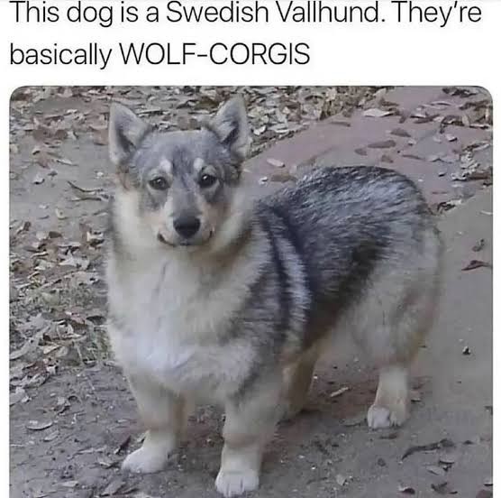 SPORTS SOS | 늑대와 웰시코기 사이에서 나온 울프독 (필독)