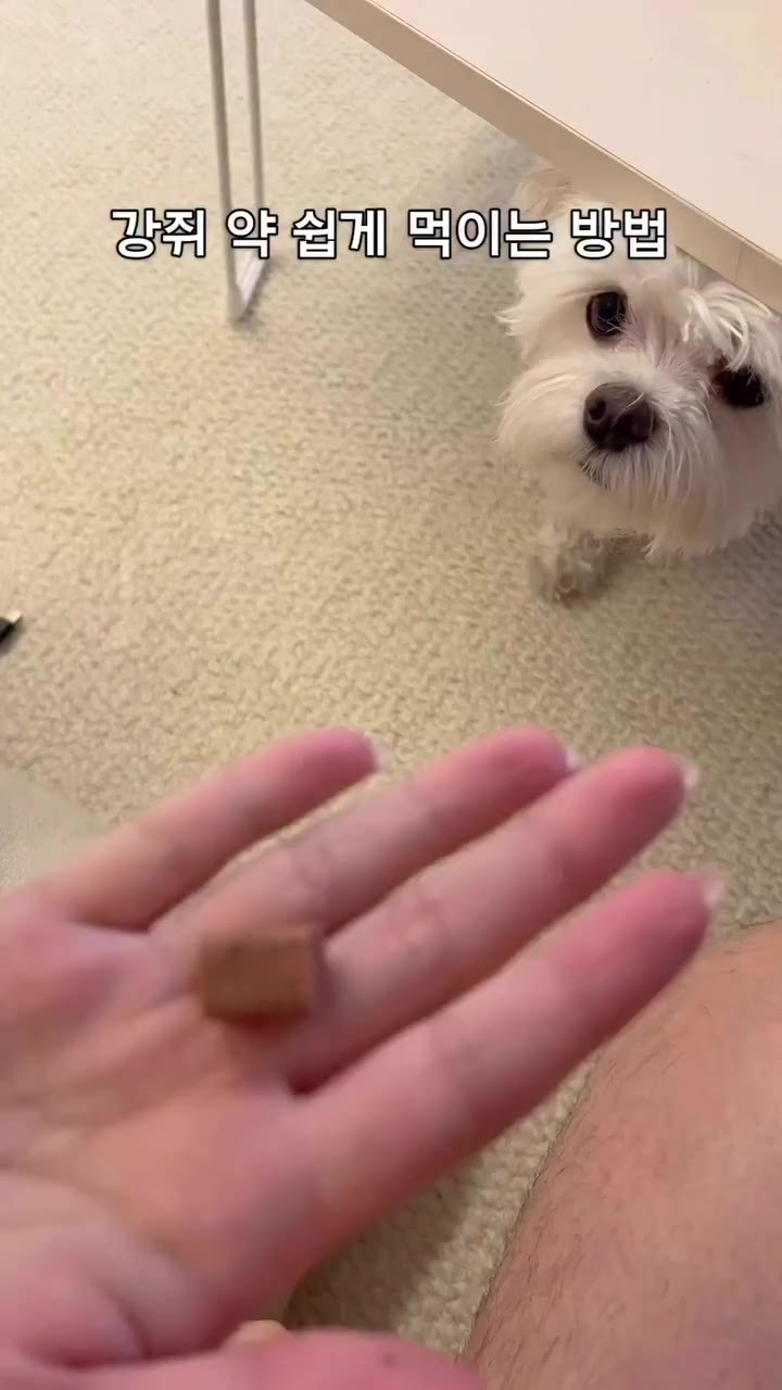 SPORTS SOS | 강아지 약 쉽게 먹이는 방법