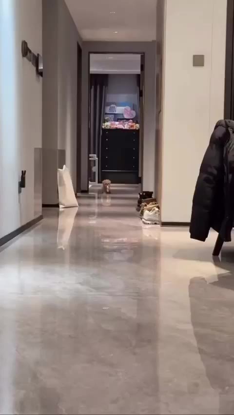 SPORTS SOS | 신나서 장난감 물고 달리다가 넘어져서 시무룩해진 댕댕이 확인 필수