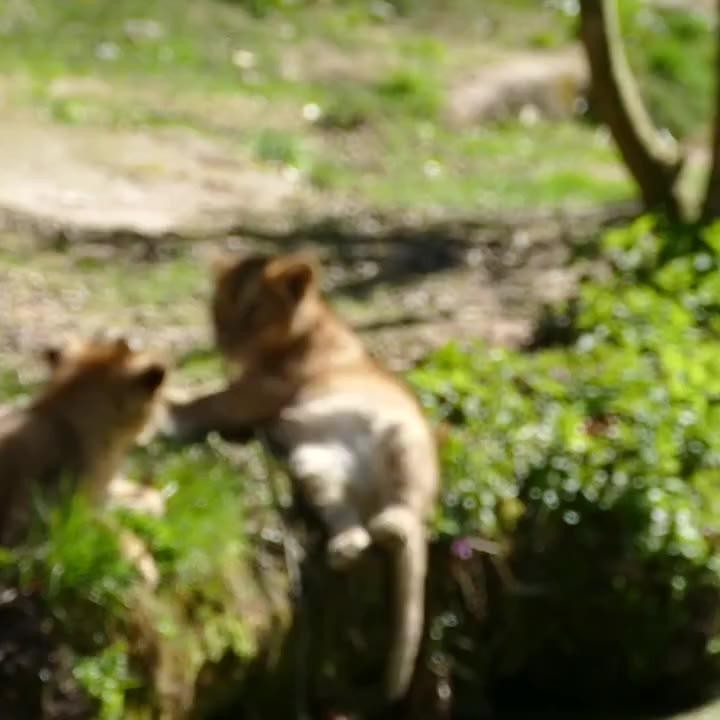 SPORTS SOS | 도움안되는 아빠 사자 [속보]