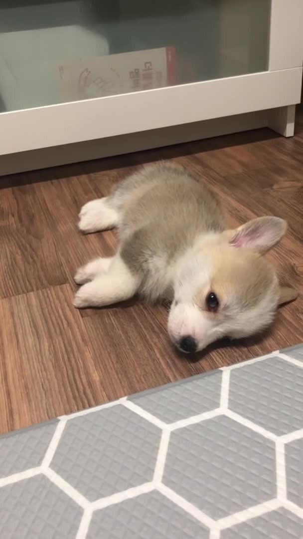 SPORTS SOS | 많이 피곤했던 댕댕이 (필독)