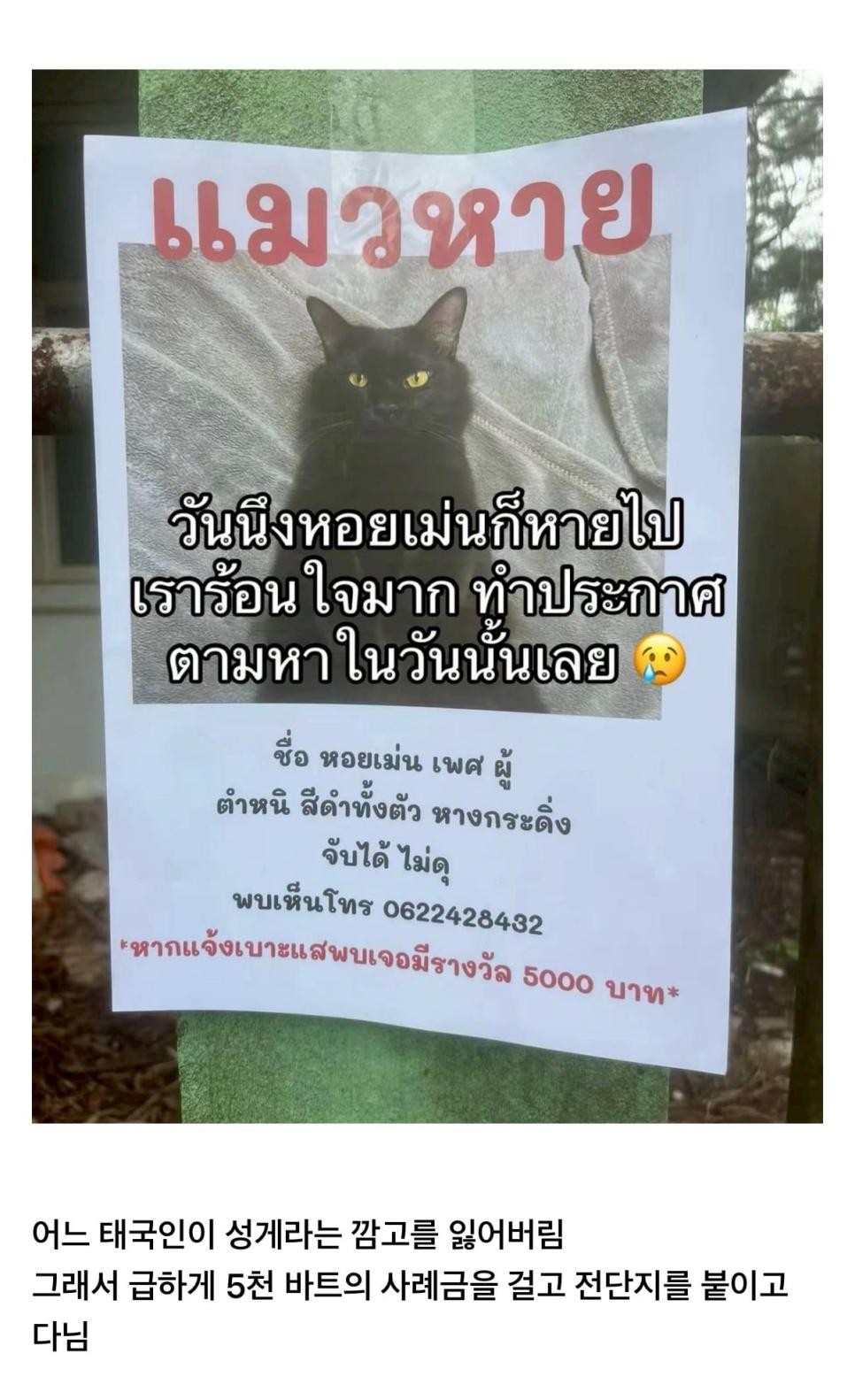 SPORTS SOS | 고양이를 잃어버렸는데 찾긴 찾았음 [속보]