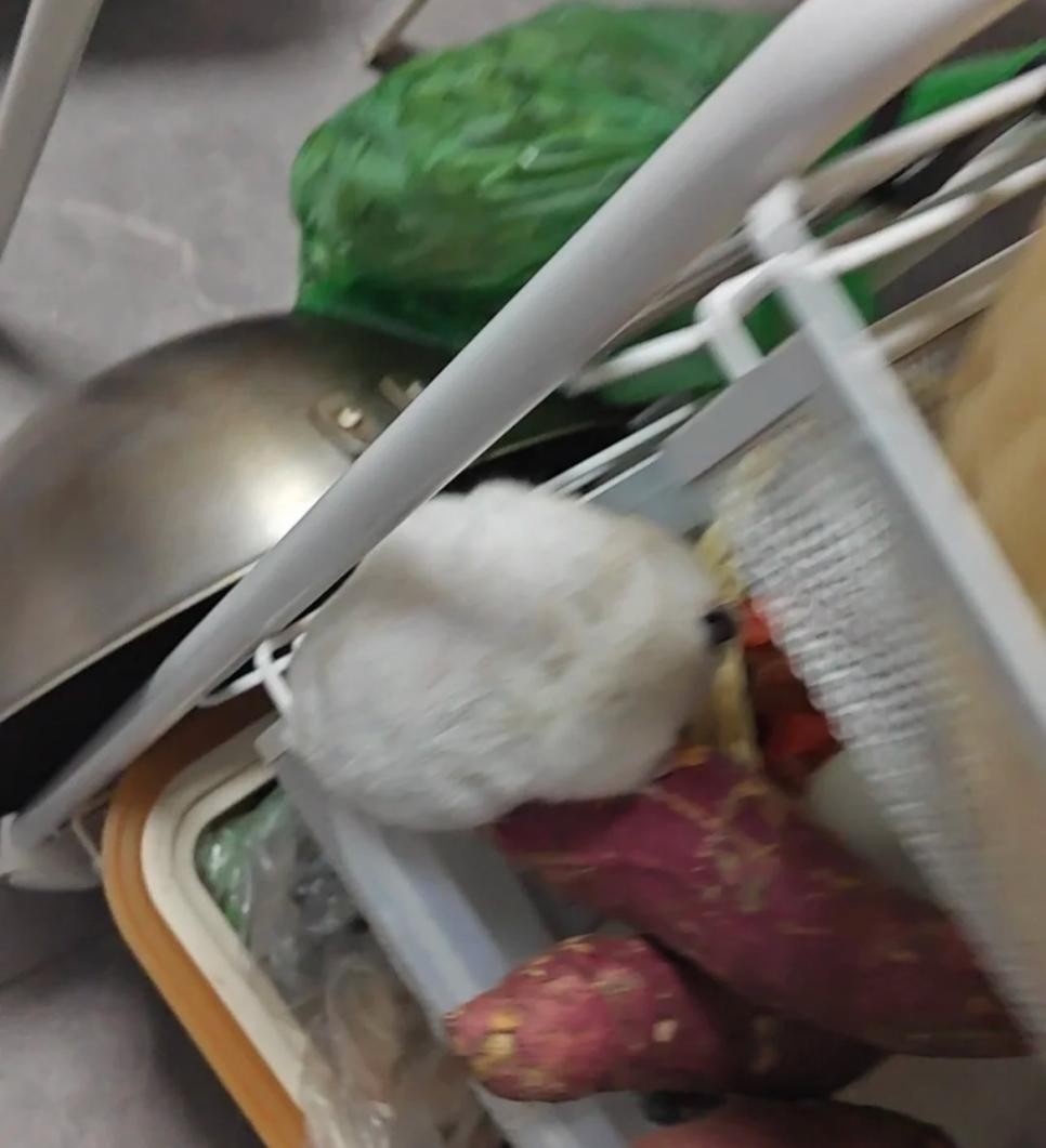 SPORTS SOS | 매일 밤 고구마를 몰래 훔쳐 먹던 범인의 얼굴