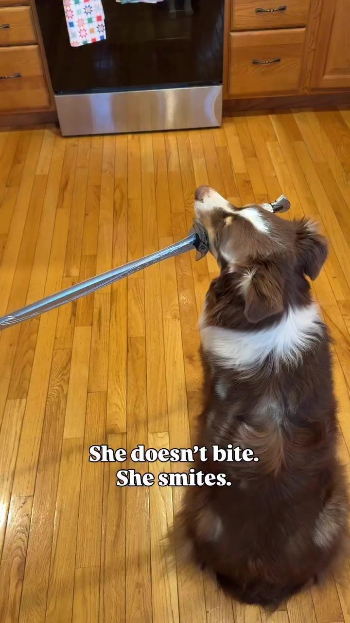 SPORTS SOS | 주인에게 칼빵 날리는 댕댕이 (필독)