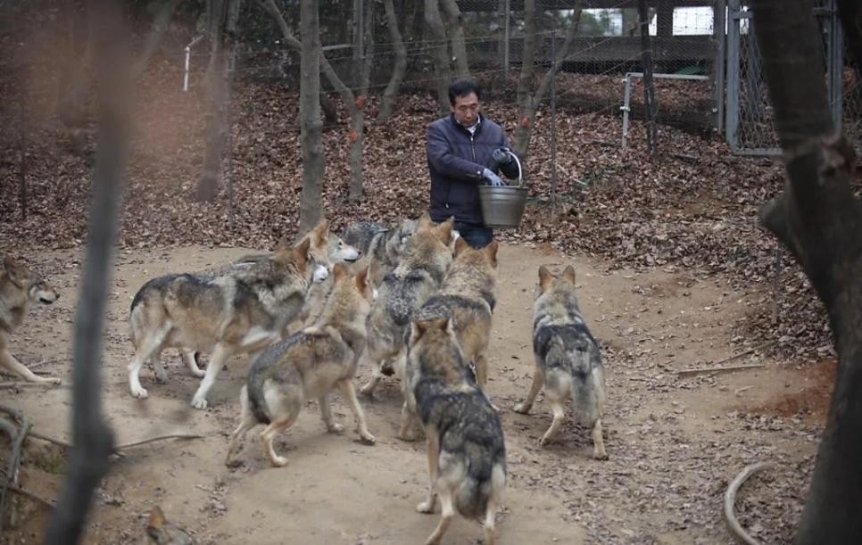 SPORTS SOS | 늑대 탈출 사건 일어난 오월드 평소 늑대 모습.jpg 정보