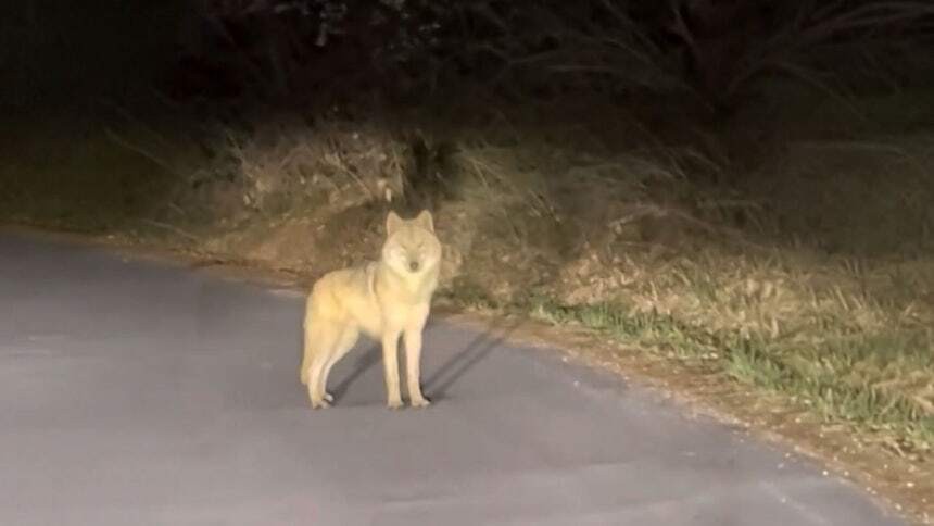 SPORTS SOS | 스타 늑대 아닐런지 늑구 (필독)