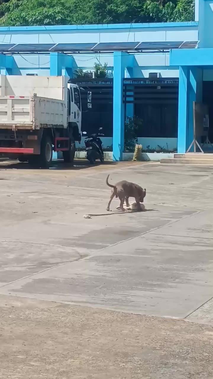 SPORTS SOS | 핏불에 공격받은 개ㄷㄷ.mp4 [속보]