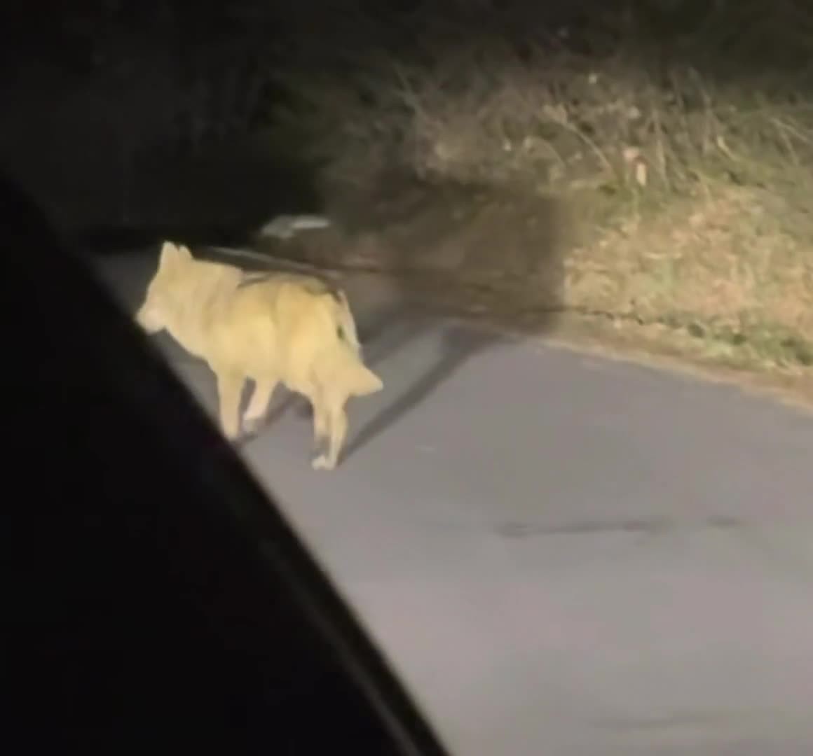 SPORTS SOS | 실시간 집나간 늑구 발견함 [속보]