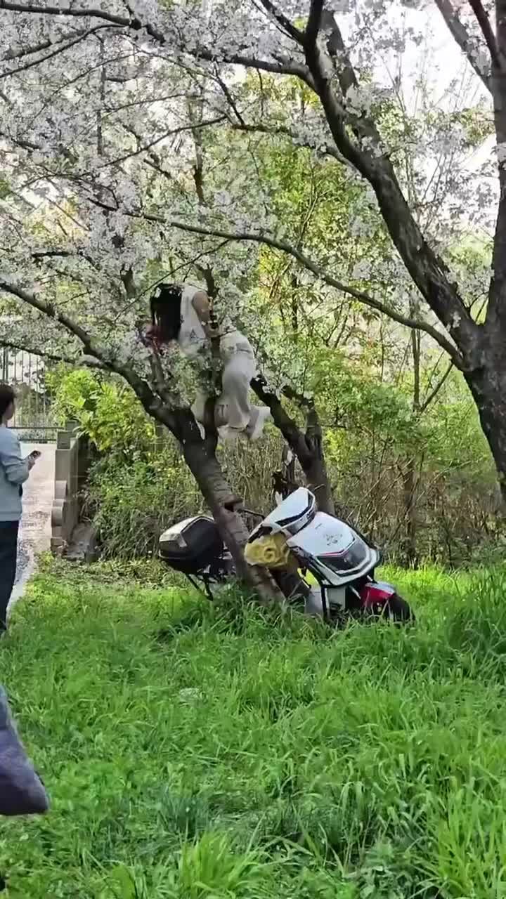 SPORTS SOS | 중국에서 벚꽃사진 찍다 대참사 발생 확인 필수