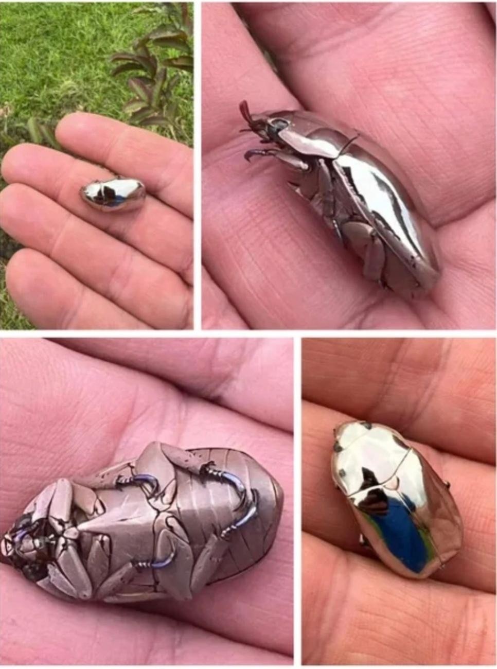 SPORTS SOS | 크롬으로 만든 모형이 아니라 실존하는 곤충.jpg 확인 필수