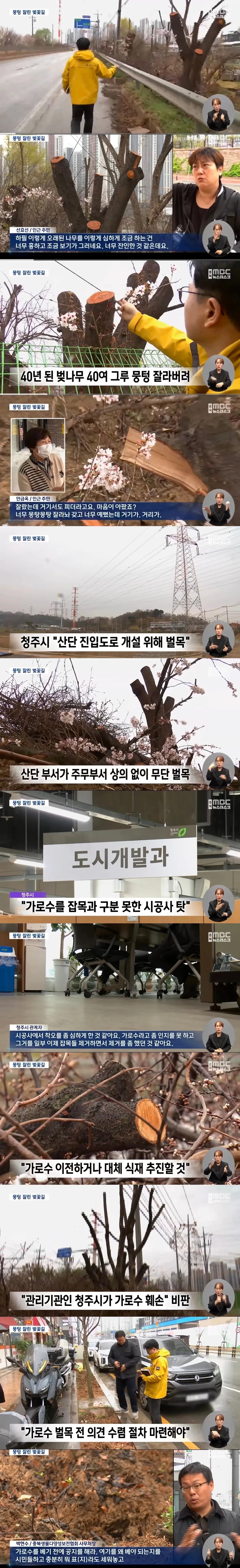 SPORTS SOS | 40년된 벚나무 가로수 베어버린 청주시