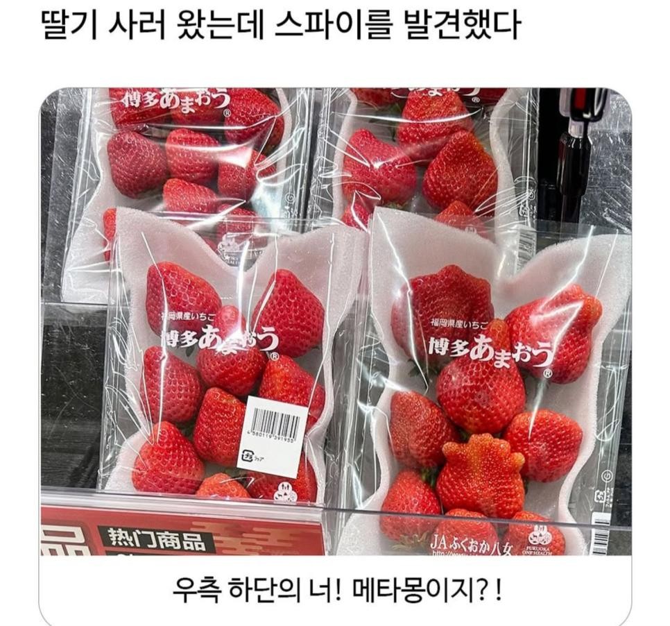 SPORTS SOS | 딸기사러왔는데 스파이를 발견했다