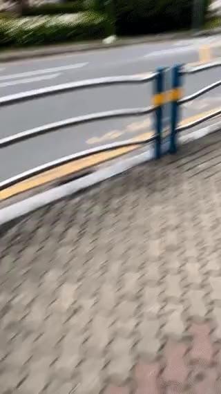 SPORTS SOS | 산책하다 동물병원을 본 댕댕이 정보