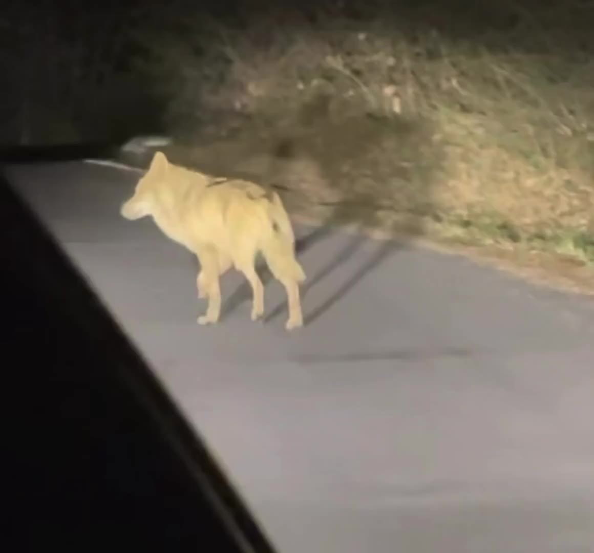SPORTS SOS | 실시간 늑구 발견 ㄷㄷ