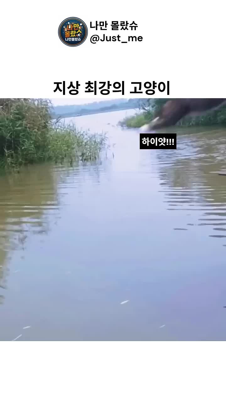 SPORTS SOS | 지상 최강의 고양이 확인 필수