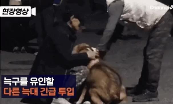 SPORTS SOS | 어제 밤에 투입된 늑대.gif 정보