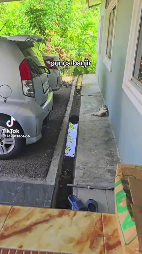 SPORTS SOS | 자느라 물길을 막고있던 냥이 [속보]