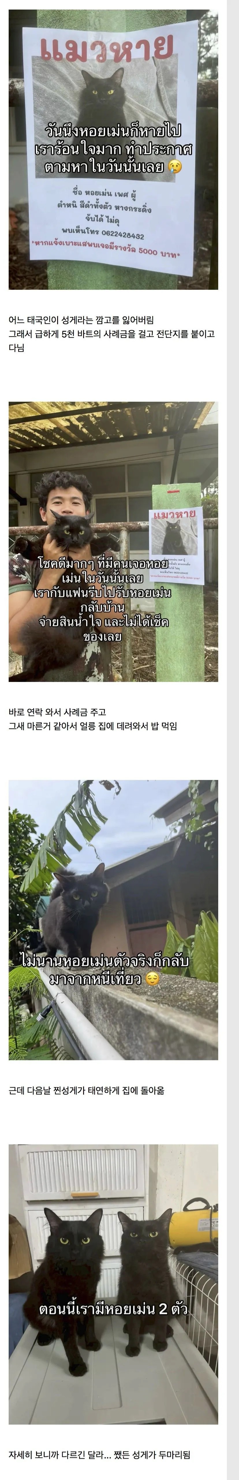 SPORTS SOS | 고양이를 잃어버렸는데 찾긴 찾았음 근데