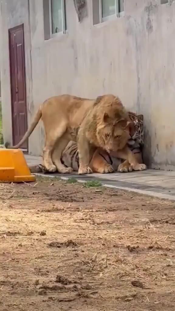 SPORTS SOS | 사자와 호랑이를 한 곳에 가두어 두면 벌어지는 일.mp4