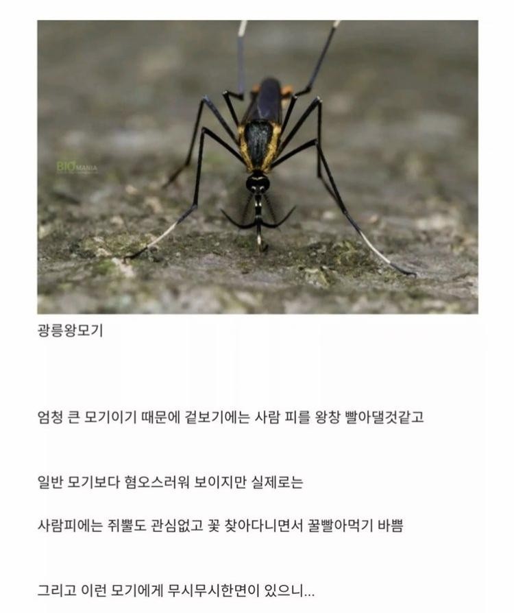 SPORTS SOS | 한국에 서식한다는 착한 모기