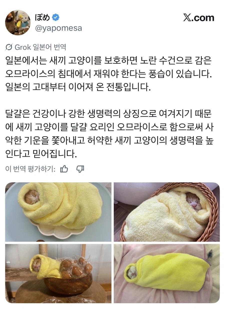 SPORTS SOS | 일본의 새끼 고양이 전통 풍습 정보