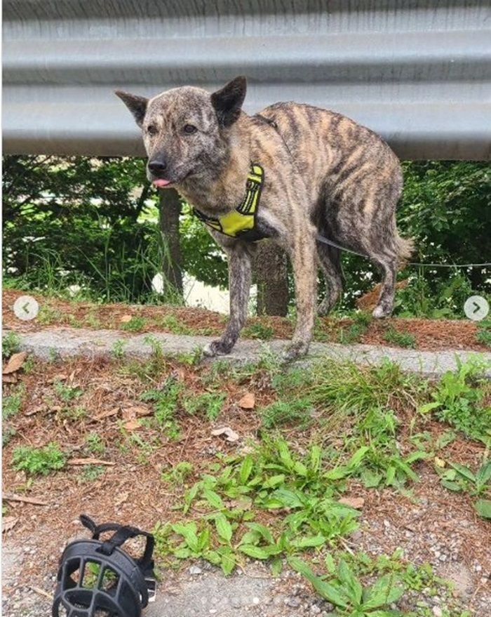 SPORTS SOS | 탄천 공영 주차장에 버려진 강아지+후기.jpg (필독)