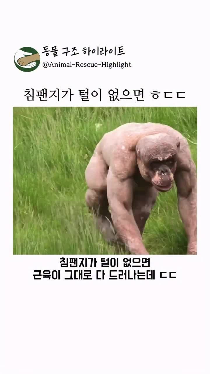 SPORTS SOS | 털 없는 침팬지 [속보]
