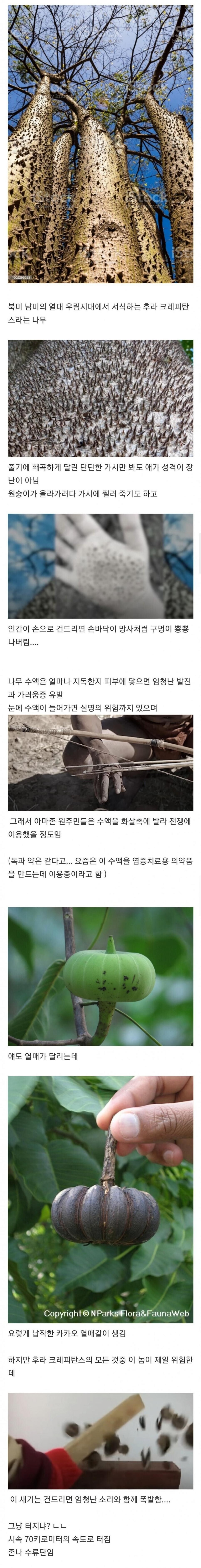 SPORTS SOS | 지독한 악의로 똘똘 뭉친 나무 정보