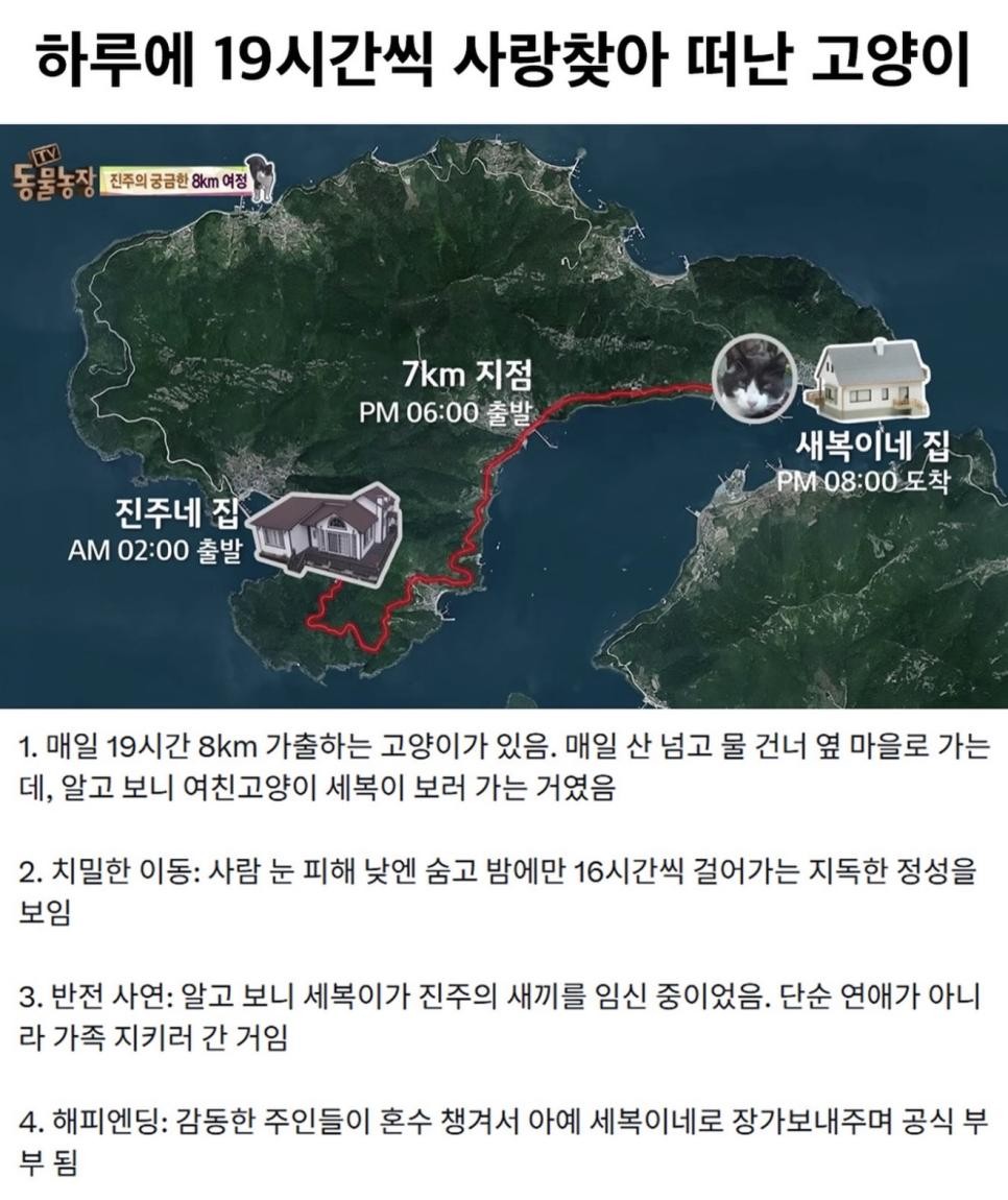 SPORTS SOS | 하루에 19시간 씩 사랑 찾아 떠난 고양이.jpg 정보