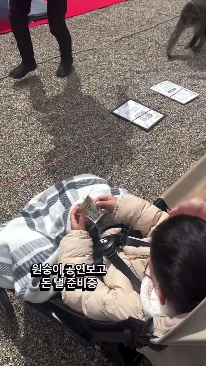 SPORTS SOS | 원숭이 공연 보고 돈 내기 확인 필수