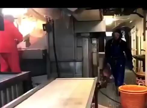 SPORTS SOS | 혐) 어부들이 경계하는 물고기, 울프피쉬의 위험한 본능 확인 필수