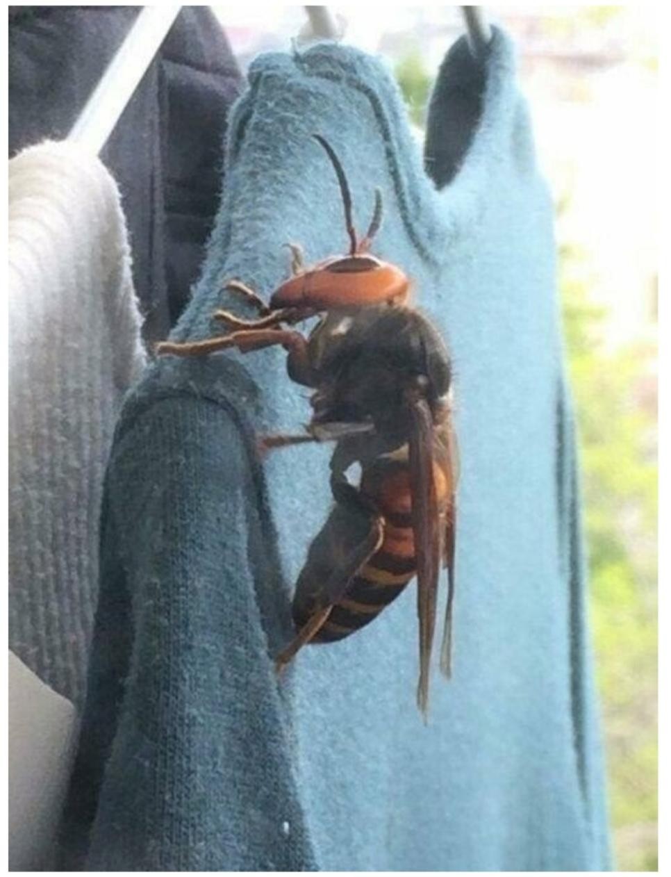 SPORTS SOS | 서울 촌놈들은 본적 없는 장수 말벌 실제 크기.JPG (필독)