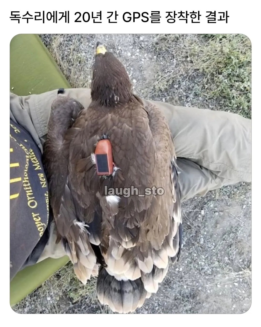 SPORTS SOS | 독수리에게 20년 간 GPS 장착한 결과 [속보]
