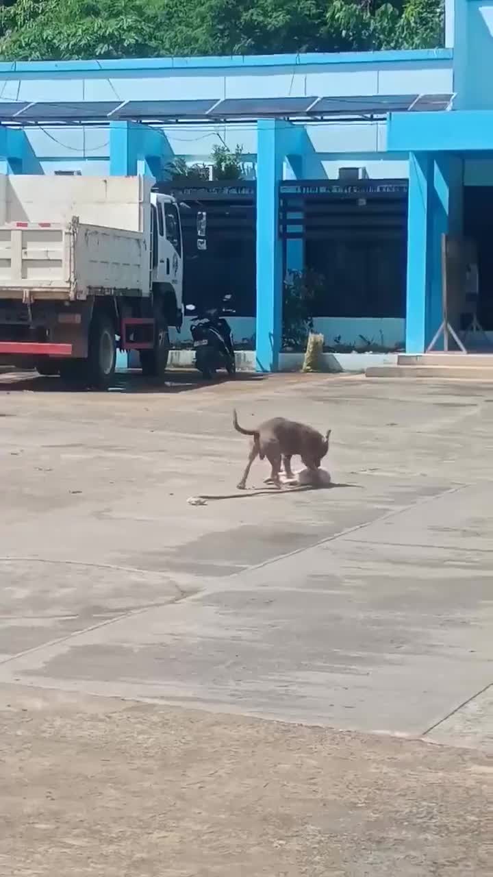 SPORTS SOS | 핏불한테 물려죽은 개 모습 정보