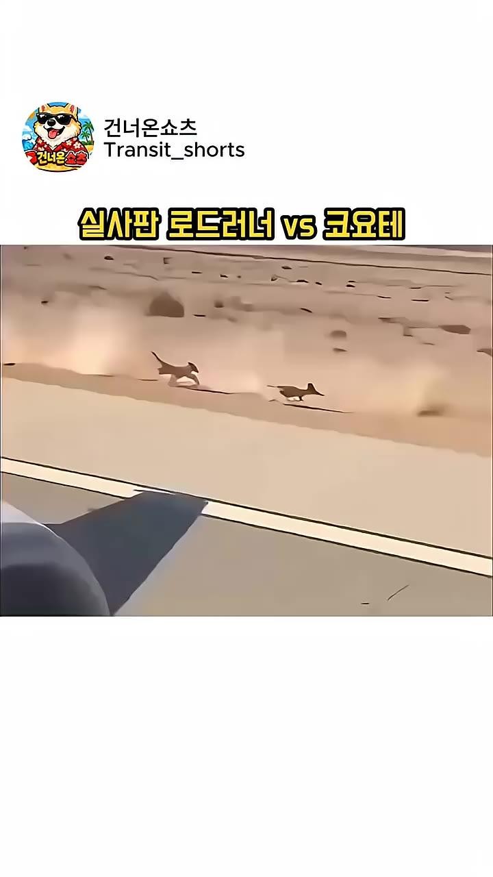 SPORTS SOS | Ai로 만든 로드러너vs코요태 추격전 정보