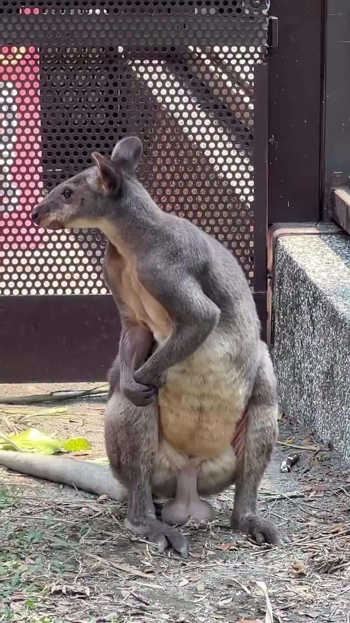 SPORTS SOS | 왈라비 부랄 볼래?