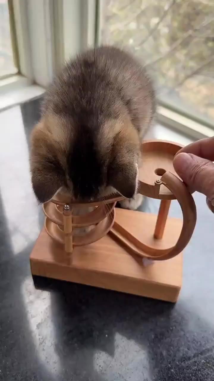 SPORTS SOS | 장난감의 무빙에 정신을 못 차리는 아기 고양이 정보