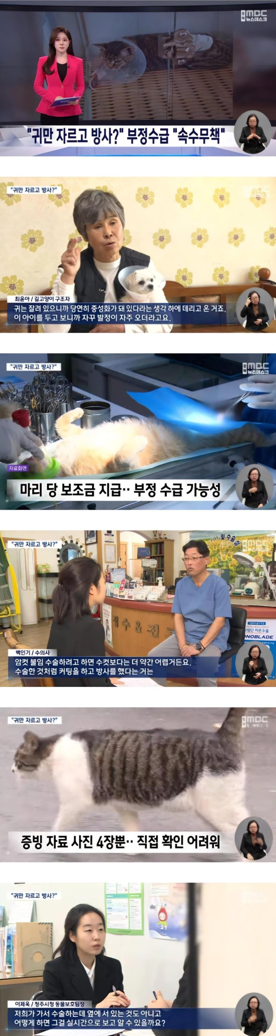 SPORTS SOS | 동물병원들이 길고양이로 돈버는 방법