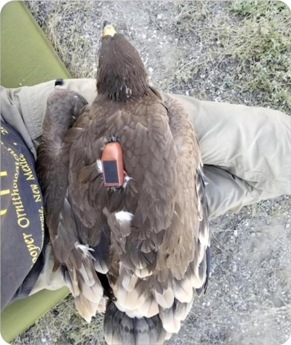 SPORTS SOS | 독수리에게 gps를 장착한 결과 (필독)