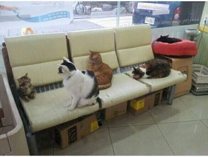 SPORTS SOS | 니가 오늘 들어온 신병이냥.jpg (필독)