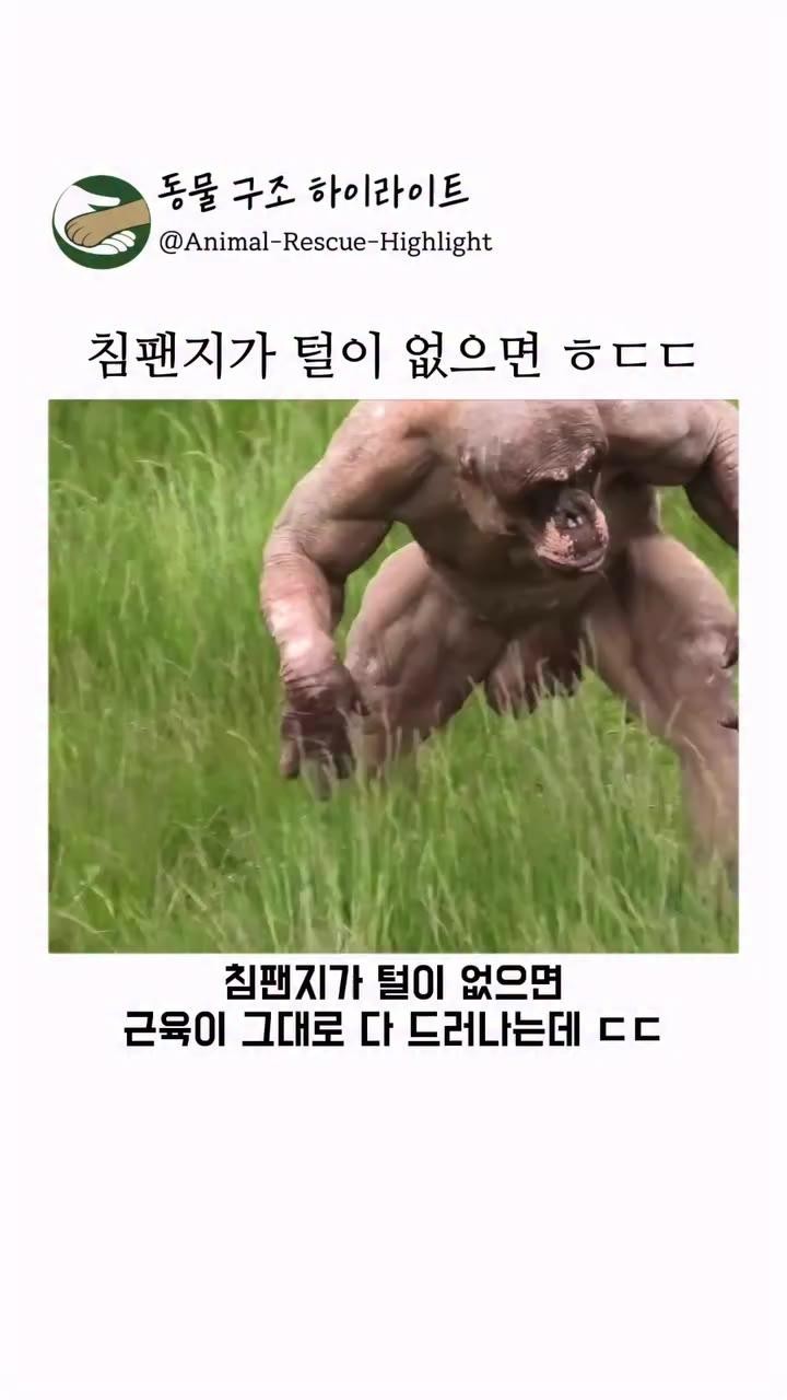 SPORTS SOS | 털 없는 침팬지 모습.gif [속보]