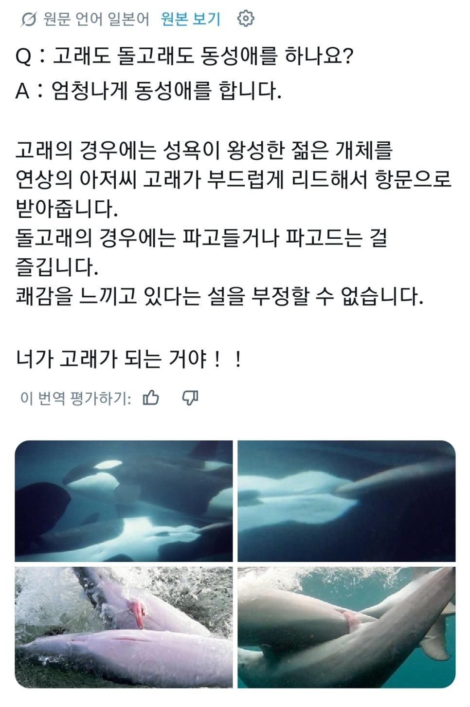 SPORTS SOS | 고래도 동성애를 할까? 정보
