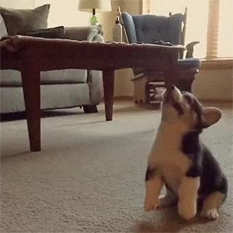 SPORTS SOS | 웰시코기의 점프력 수준 ㄷㄷㄷ.gif (필독)