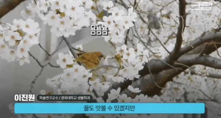 SPORTS SOS | 바닥에 벚꽃이 통째로 떨어지는 이유 확인 필수