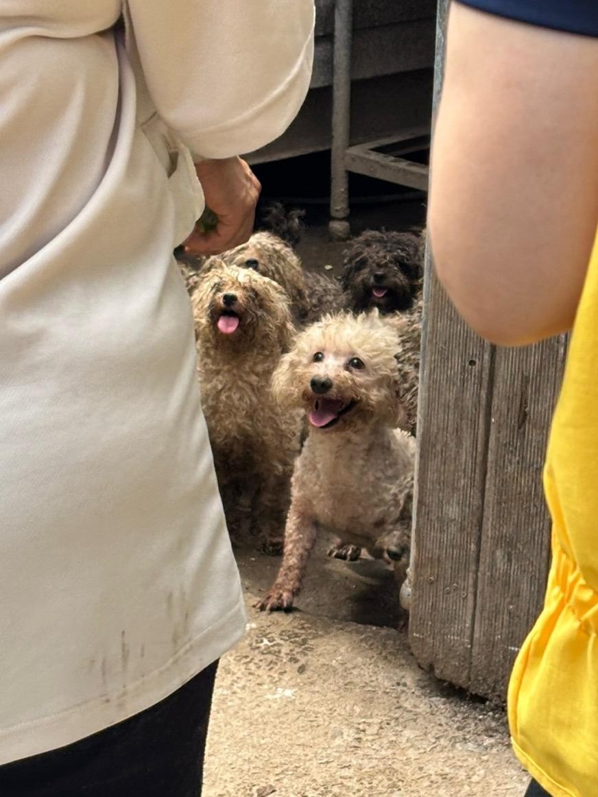 SPORTS SOS | 번식장에서 구조자를 본 강아지들 모습 [속보]
