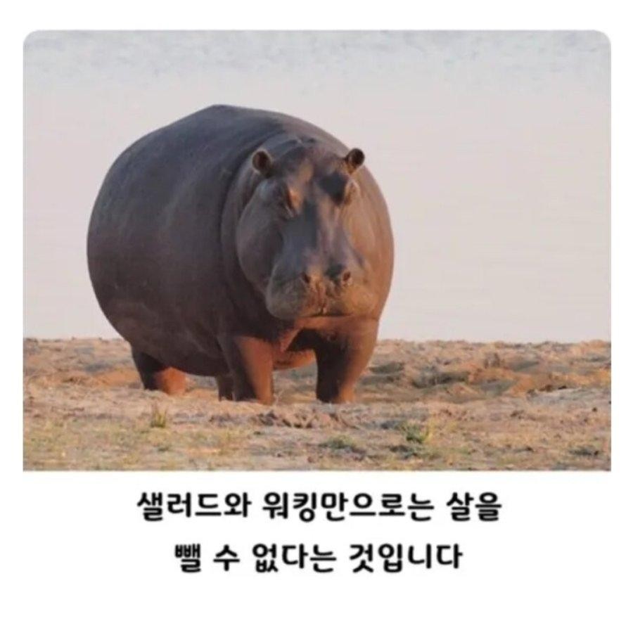 SPORTS SOS | 샐러드와 걷기만으로는 살을 뺄수 없습니다.JPG (필독)